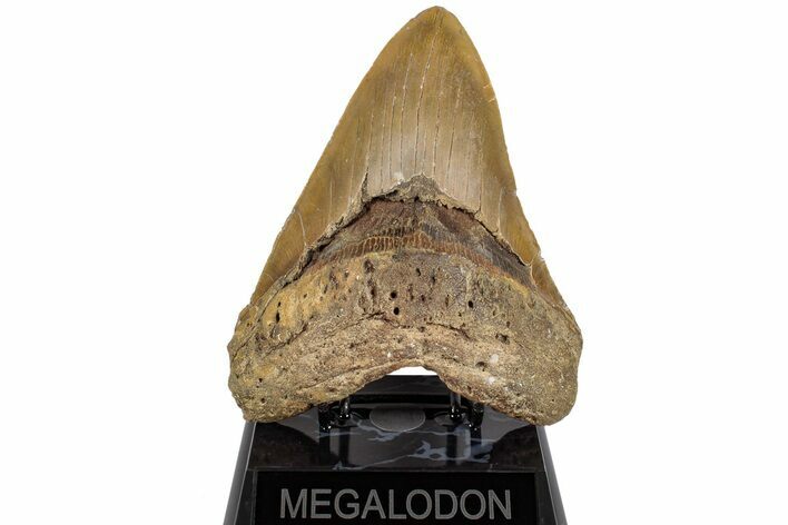 Serrated, Fossil Megalodon Tooth - Massive Meg Tooth! #199686